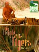 Постер Возвращение в храм Тигров